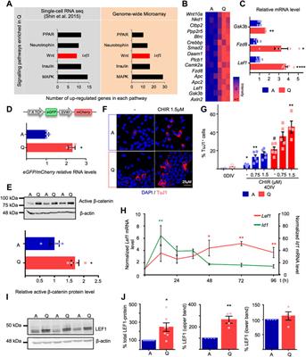 The transcription factor LEF1 interacts with NFIX and switches isoforms during adult hippocampal neural stem cell quiescence